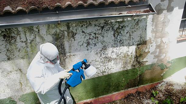 Trusted Mold Remediation service in Spicewood, TX - Cheap Mold Removal